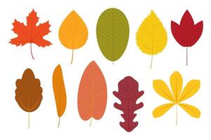 Set of autumn leaves on a white background. vector