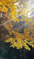 Autumn at Minoo canyon ,Osaka Japan photo