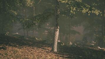 Sunlight filters through trees in a serene forest during early morning hours video