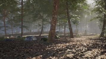 Tranquil forest landscape with sunlight filtering through trees at dawn video
