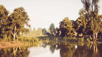 Serene riverside landscape with lush trees and calm water during golden hour video