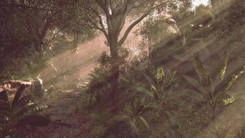 Sunlight filtering through trees in a lush jungle during early morning hours video