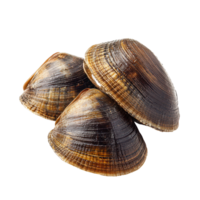 Three Asari clams are displayed against a transparent background, emphasizing their smooth, rounded shells and rich, dark hues, Asari clams isolated on transparent background png