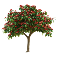 A coffee tree bursting with ripe coffee beans in a lush garden setting during bright daylight, A coffee tree with an abundance coffee beans, transparent background. png