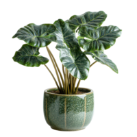 Alocasia plant in a ceramic pot showcasing lush green leaves in a bright indoor location, Alocasia plant displayed in ceramic potisolated on solid transparent background png