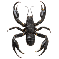 Detailed view of a black scorpion on a transparent background showcasing its unique features and structure, Black Scorpion on transparent background png