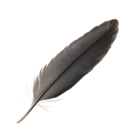 A single black bird feather resting on a clean transparent background captured for artistic study and nature exploration, A one brow bird feather, transparent background. png