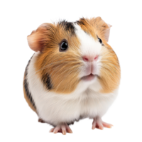 A charming guinea pig with fluffy fur posing adorably against a clean transparent background, a cute guinea pig posing, transparent background. png