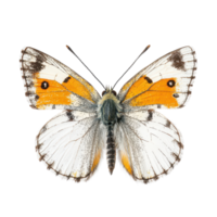 Anthocharis cardamines butterfly showcasing vibrant orange and intricate patterns on a transparent background, Anthocharis cardamines butterfly, isolated on transparent background png