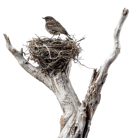 A bird standing proudly in its nest atop an isolated, weathered tree branch in soft daylight, A bird in a nest on an old tree branch on aisolated on transparent background png
