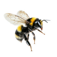 A stunning bumblebee flying in a macro shot against a clean, isolated background in natural light, a stunning bumblebee is flying, macro shotisolated transparent background png