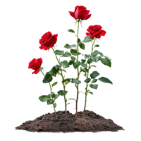 A vibrant red rose bush thrives in rich, dark soil during daylight, showcasing its beauty and strength, a red rose bush grows in the ground, file of isolated object on transparent background png
