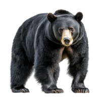 A striking black American bear stands majestically on a transparent background, showcasing its impressive form and features, Black American Bear on transparent background png