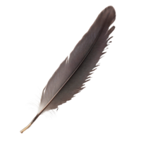 A captivating one-brow bird feather showcasing intricate patterns against a minimalist transparent background, A one brow bird feather, transparent background. png