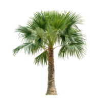 Asian Palmyra palm standing tall with lush fronds in a sunny environment highlighting its natural beauty, Asian Palmyra palm, Toddy palm, Sugar palmisolated on transparent background png