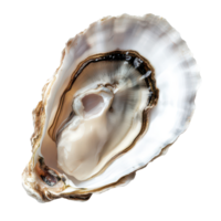 An open oyster shell showcasing intricate patterns and its creamy interior on a clean transparent background, An open oyster shell on a transparent background png