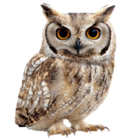 Cute owl displaying wisdom with big eyes against a simple transparent background, A cute owl, its wisdom portrayed against a simple, isolated, transparent background. png