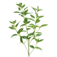 Andrographis paniculata plant isolated on a transparent background showing its green leaves and branches, Andrographis paniculata plant isolated on transparent background png