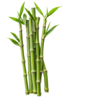 Fresh bamboo shoots arranged on a transparent background showcasing vibrant green color and natural texture, Bamboo shootsisolated on transparent background png