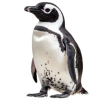 African penguin standing gracefully on a transparent background, showcasing its distinct black and plumage, African penguin isolated on transparent background png