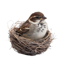 A sparrow resting comfortably in its nest, showcasing tranquility against a clean transparent background, beautiful sparrow in its nest on transparent background png