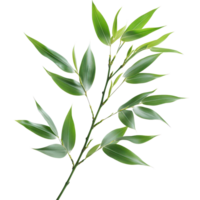 Fresh bamboo leaves isolated on a transparent background for botanical illustration and design purposes, bamboo leavesisolated on transparent background png