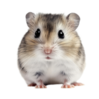 A curious small hamster exploring its surroundings against a clean transparent background, a small hamster, transparent background. png