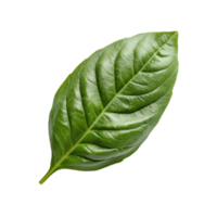Fresh basil leaf isolated on a clean transparent background perfect for culinary uses and herbal remedies, basil leaf isolated on transparent background png
