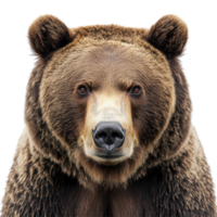 Close-up of a majestic brown bear displaying an intense gaze against a transparent background, A majestic brown bear's intense gaze up close, transparent background. png