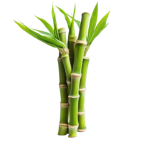 Fresh bamboo sprouts sliced and isolated on a clean transparent background for culinary and health uses, Bamboo Sprouts slice isolated on transparent background png