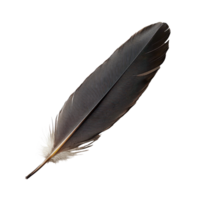 A single black feather resting on a transparent background showcasing its elegant structure and texture, A one brow bird feather, transparent background. png