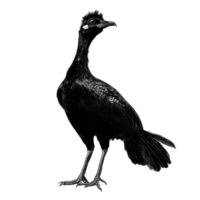Black galingale stands prominently against a pure transparent background showcasing its unique features and elegant form, Black galingale on transparent background png