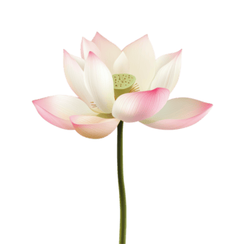 un maravilloso soltero loto flor con rosado consejos floreciente graciosamente en medio de un transparente fondo, hermosa loto soltero loto flor aislada en transparente antecedentes png