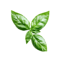Fresh basil leaves isolated on a clean transparent background, showcasing their vibrant green color and texture, basil leafisolated on transparent background png