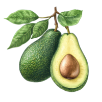 Realistic botanical illustration of avocados featuring whole fruit and a halved avocado on a transparent background, Avocado Botanical realistic on transparent background png