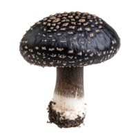 Exploring the unique features of black galingale fungus against a backdrop, Black Galingale isolated on transparent background png