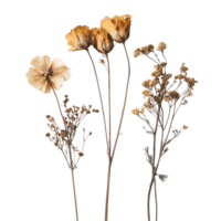 Dried autumn flowers arranged on a clean transparent background capturing the essence of fall beauty and nature's elegance, Autumn dry flowers isolated on transparent background png