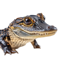 A close-up view of a small alligator resting on a surface, showcasing its unique features and textures, a close up a small alligator on a surface. transparent background png