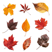 Colorful autumn leaves isolated on a clean transparent background showcasing fall's vibrant hues and unique shapes, autumn leaves isolated on transparent background png
