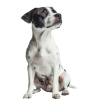 A playful dog with black and fur sits gracefully against a simple transparent background with curiosity in its eyes, a dogs, transparent background. png