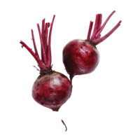 Freshly harvested beetroots with vibrant leaves isolated against a clean transparent background, Beetrootisolated on transparent background png