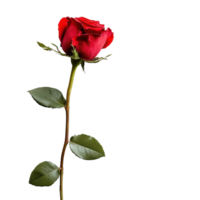 A vibrant red rose with a blank card arranged beautifully on a clean transparent background, Beautiful red rose and card isolated on transparent background png