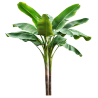 Real banana tree with lush green leaves displayed on a simple transparent background for clear visibility and presentation, Banana Tree on transparent background, real banana tree green leaf png