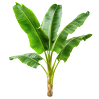 A vibrant banana tree with lush green leaves on a transparent background, highlighting its tropical charm, Banana Tree on transparent background, real banana tree green leaf isolate die cut file png