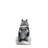 A husky dog patiently sits by the water's edge, gazing at the distant landscape on a cloudy day, Back view husky dog sitting and looking something png