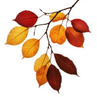 Vibrant autumn leaves in various shades on a branch isolated against a transparent background, Autumn fall leaves on a branch isolated on transparent background png