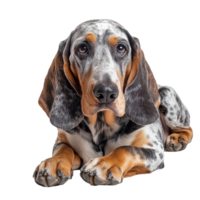 A strikingly beautiful Basset Hound relaxing on a clean transparent background, showcasing its unique coat and expressive face, Bas Hound dog on transparent background png