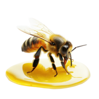 A bee collecting nectar from a puddle of honey, isolated on a transparent background, bee and its honey, isolated, isolated on transparent background png
