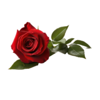 A stunning red rose placed beside a blank card on a clean transparent background for heartfelt expressions, Beautiful red rose and card isolated on transparent background png