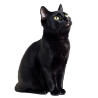 A curious black cat sitting gracefully against a transparent background, capturing attention with its bright green eyes, black cat sitisolated transparent background png
